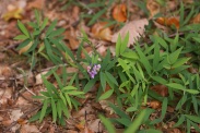 Lathyrus-linifolius-21-08-2011-4832