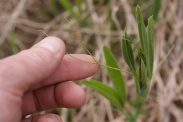 Lathyrus-odoratus-13-04-2010-6968