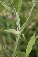 Lathyrus-odoratus-30-06-2010-1375