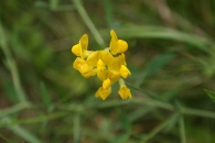 Lathyrus-pratensis-18-06-2009-5106