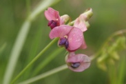 Lathyrus-sylvaticus-17-07-2011-2767