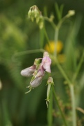 Lathyrus-sylvaticus-17-07-2011-2771