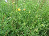 Lotus-corniculatus-09-07-2008