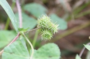 Medicago-arabica-06-08-2010-4245