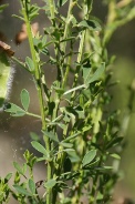 Cytisus-scoparius-25-05-2011-8636