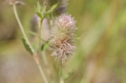 Trifolium-arvense-21-07-2011-2872