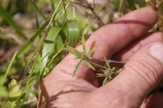 Trifolium-arvense-21-07-2011-2877