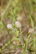 Trifolium-arvense-21-07-2011-2884