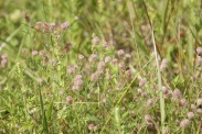 Trifolium-arvense-21-07-2011-2888