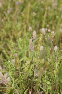 Trifolium-arvense-21-07-2011-2892