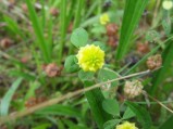 Trifolium-campestre-15-08-2008-071