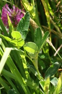 Trifolium-pratense-07-07-2009-8725