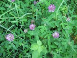 Trifolium-pratense1