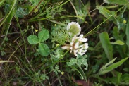 Trifolium-repens-28-05-2009-3086