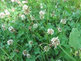 Trifolium-repens