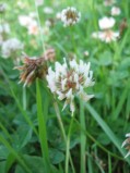 Trifolium-repens1