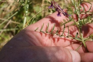 Vicia-tenuifolia-02-06-2011-9580