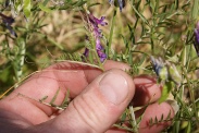 Vicia-tenuifolia-02-06-2011-9582