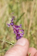 Vicia-tenuifolia-02-06-2011-9610