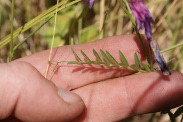 Vicia-tenuifolia-02-06-2011-9615