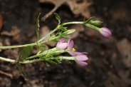 Centaurium-pulchellum-02-08-2011-3850