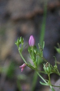 Centaurium-pulchellum-28-07-2011-3669