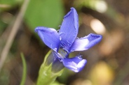 Gentiana-ciliata-11-09-2010-5192