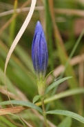 Gentiana-pneumonanthe-17-09-2011-5180