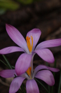 Crocus-chrysanthus-16-02-2020-3428