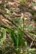 Iris-foetidissima-29-06-2010-1258