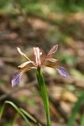 Iris-foetidissima-29-06-2010-1259