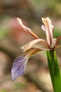 Iris-foetidissima-29-06-2010-1260
