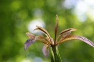 Iris-foetidissima-29-06-2010-1267