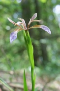 Iris-foetidissima-29-06-2010-1271