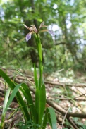 Iris-foetidissima-29-06-2010-1272