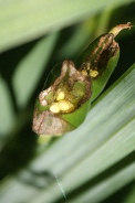 Iris-pseudoacorus-05-07-2009-8127