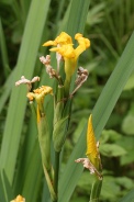 Iris-pseudoacorus-06-06-2009-3897