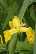Iris-pseudoacorus-06-06-2009-3899