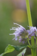 Agastache-foeniculum-05-07-2009-8278