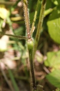 Galeopsis-bifide-15-07-2011-2390