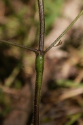 Galeopsis-bifide-15-07-2011-2414