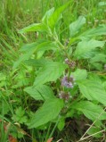 Mentha-arvensis-24-08-2008-be-026