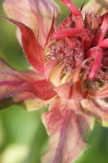 Monarda-didyma-05-07-2009-8283