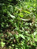 Prunella-vulgaris-2619