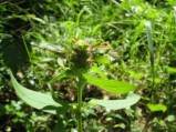 Prunella-vulgaris-2620