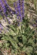 Salvia-pratensis-30-05-2009-3202