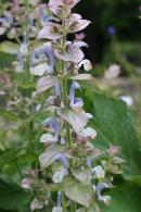 Salvia-sclarea-01-07-2009-7110