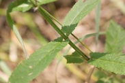 Stachys-palustris-15-07-2011-2427
