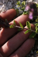 Teucrium-chamaedrys-15-06-2011-9894