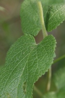 Teucrium-scorodonia-18-07-2009-0734